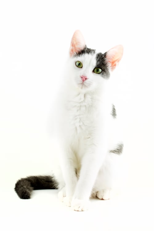 Preview: Pet animal; cute cat indoor. House cat.