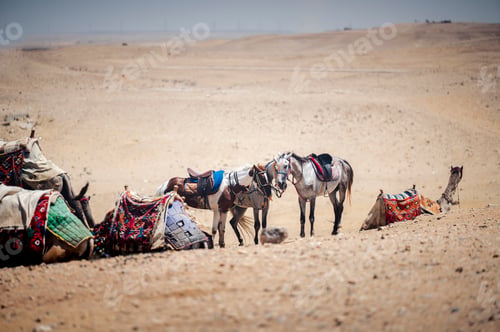 Preview: View of a desert with horses and camels