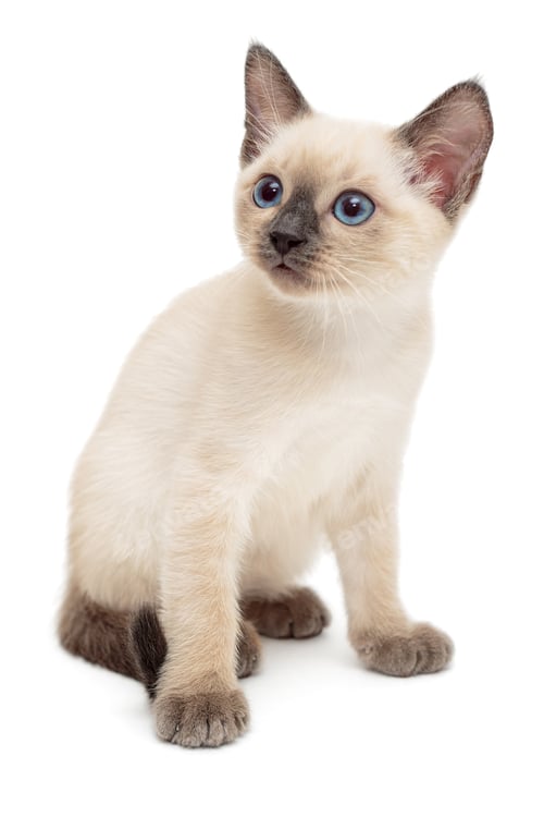 Preview: Small Siamese kitten