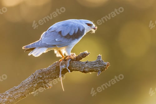 Preview: Black Winged Kite on Bright Background