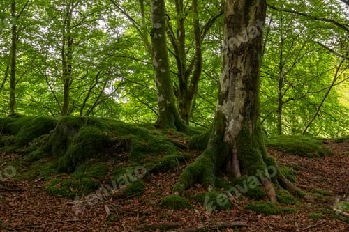Preview: Mossy Green Beech Forest