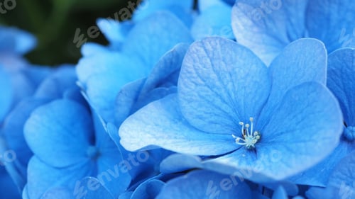 Preview: French Hydrangea and dark background. Blue Hydrangea or Hydrangea macrophylla or Hortensia flowers f