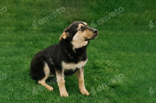 Preview: A mongrel adult puppy on a leash walks outdoors