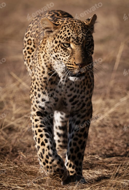 Preview: Best wildlife experiences in the world