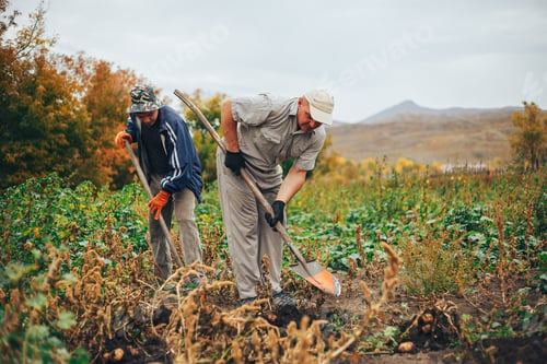 Preview: two mem digging potatoes in the garden