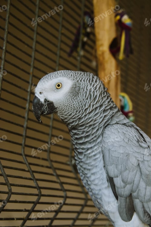 Preview: Parrot