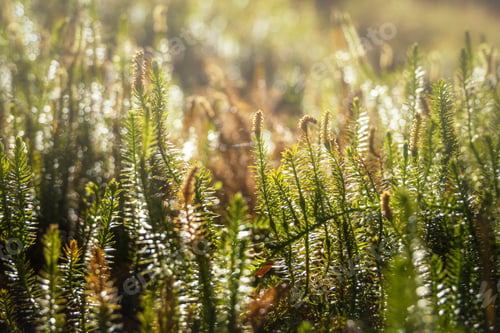 Preview: Close-up of spiny club moss (Lycopodium annotinum) in a field in sunlight