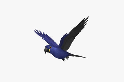 Preview: Hyacinth macaw in flight with spread wings and tail