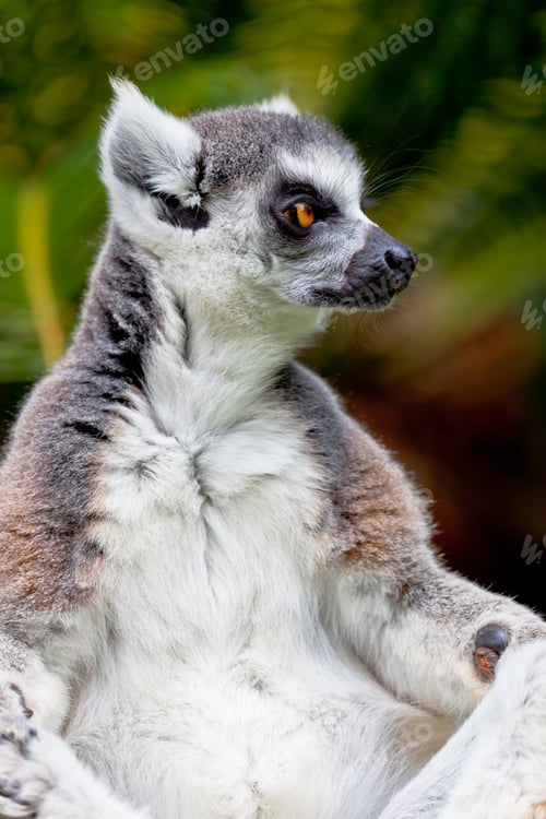 Preview: Lemur of ring-shaped tail ,Lemur catta