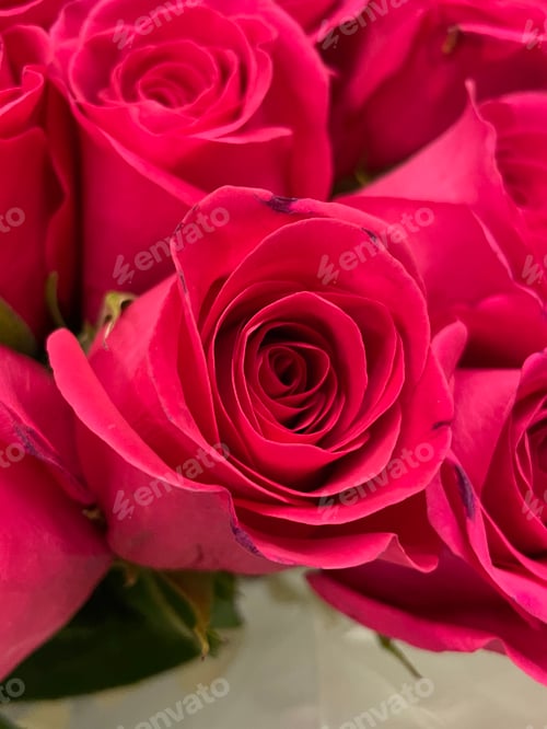 Preview: Roses