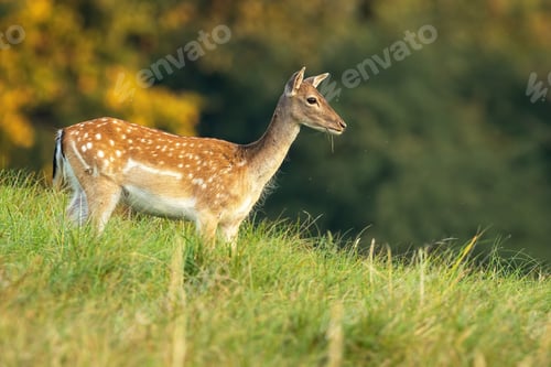 Preview: Fallow deer doe looking aside on a meadow with green grass in autumn at sunrise