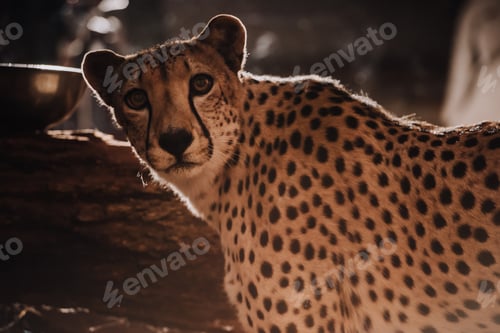 Preview: close up view of beautiful cheetah animal at zoo