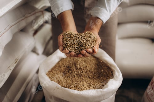 Preview: Master brewer with barley seeds in his hands. Brewery worker checking high-quality wheat barley.