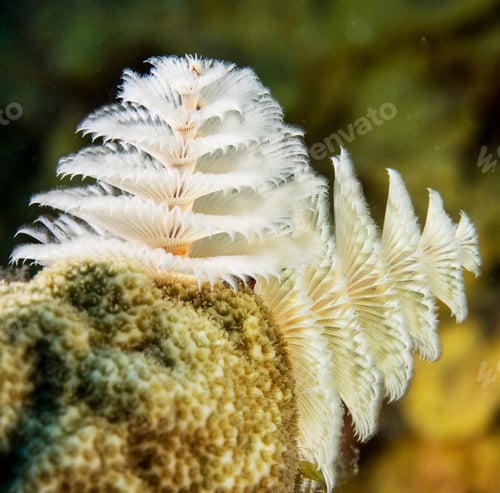 Preview: Amazing underwater world, Underwater world scene.
