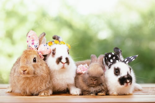Preview: portrait close up of lovely, adorable and fluffy Easter bunny or rabbit. Cute Symbol of Easter