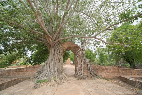 Preview: Old ruins of a ancient temple in Phra Nakhon Si Ayutthaya province, Thailand
