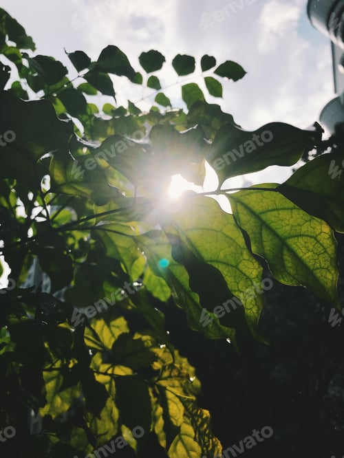 Preview: nature background