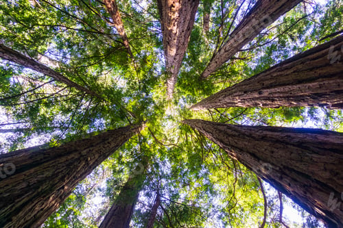 Preview: Redwood forest, California