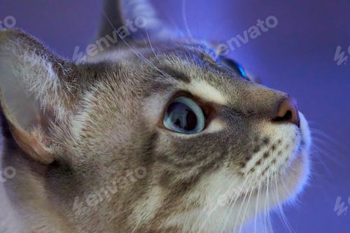 Preview: A cat with blue eyes is looking at the camera