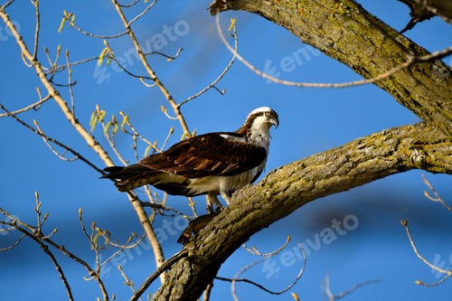 Preview: Majestic osprey (Pandion haliaetus) perched atop a tree branch, surveying its surroundings