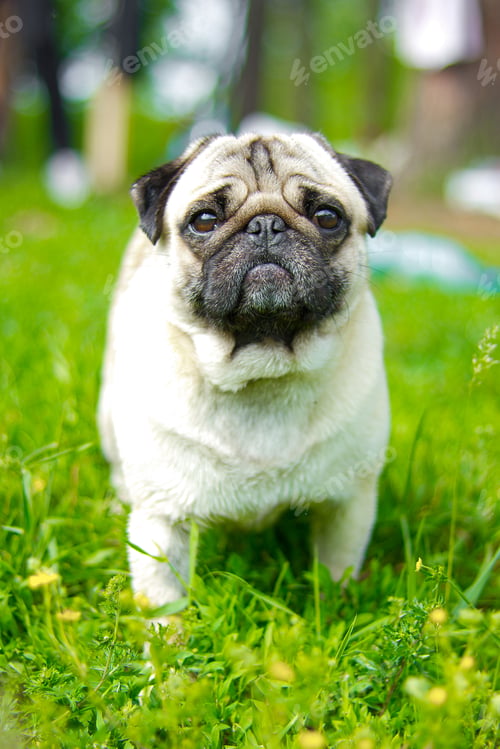 Preview: Pug walking green forest. Pug, portrait. Pug dog playing outdoors. Portrait of beautiful male Pug
