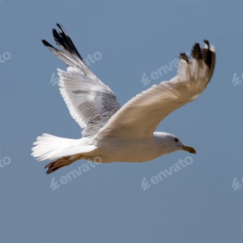 Preview: Seagull