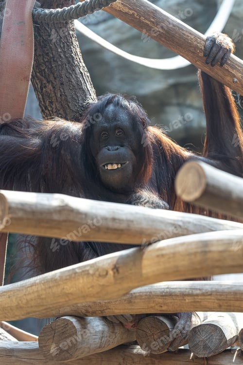 Preview: Funny monkey with a funny smile in the zoo.