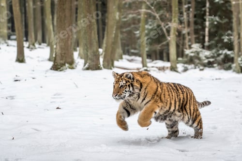 Preview: Young Siberian tiger hunting in snow