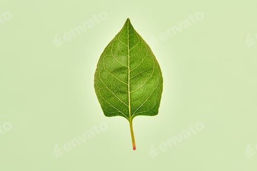 Preview: One green reynoutria leaf on light green background, detailed macro of reynoutria japonica leaf