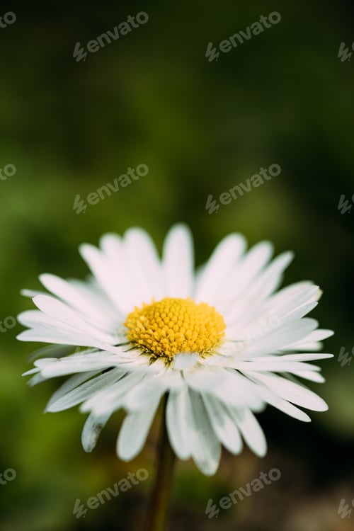 Preview: Blooming Wild Flower Matricaria Chamomilla Or Matricaria Recutita Or Chamomile. Commonly Known As