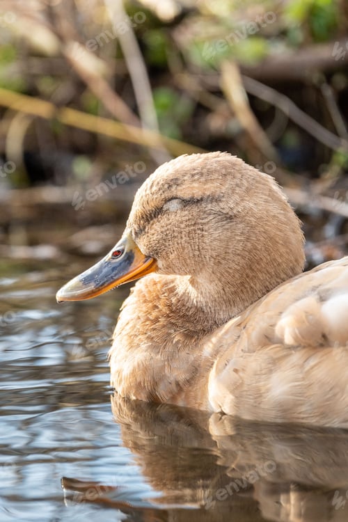 Preview: Vertical closeup shot of a duck swimming in a pond