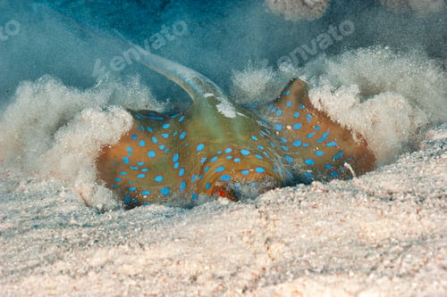 Preview: Diverse underwater life in the wild. Diving in the deep of the Red Sea