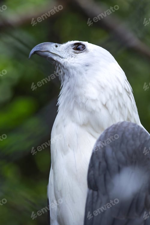 Preview: American White Eagle