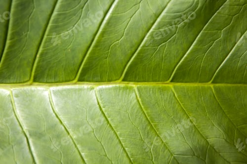 Preview: Luwak coffee leaf