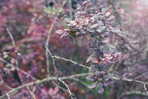 Preview: Atmospheric background for halloween. A branch of purple barberry in light haze
