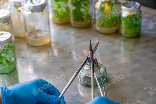 Preview: laboratory jars with plants. Selective focus. People.