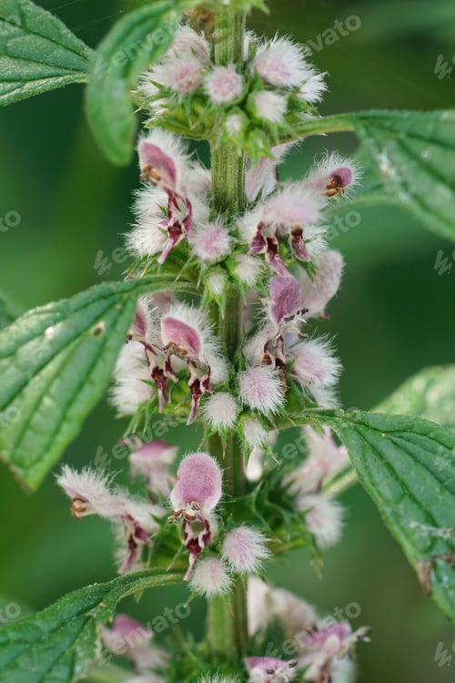 Preview: Vertical closeup on the hairy pink flowers of Motherwort, Leonurus cardiaca