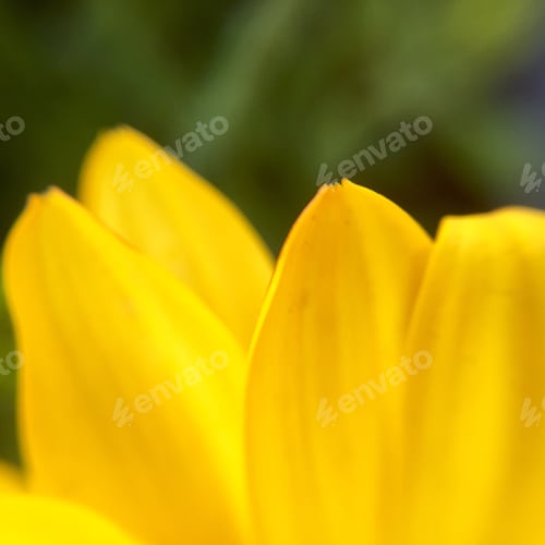 Preview: Something yellow