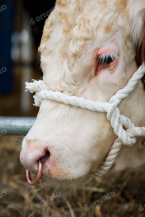 Preview: Herefordshire bull, close up