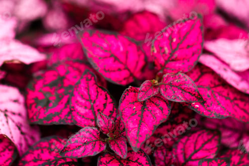 Preview: Pink plant