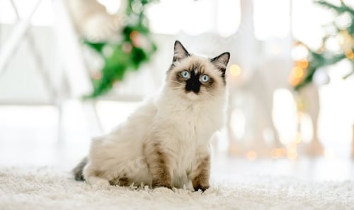 Preview: Ragdoll cat in Christmas time