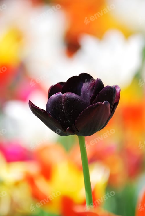 Preview: Tulips