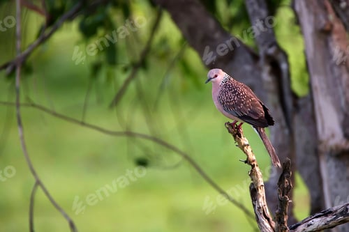 Preview: Spotted Dove or Streptopelia chinensis