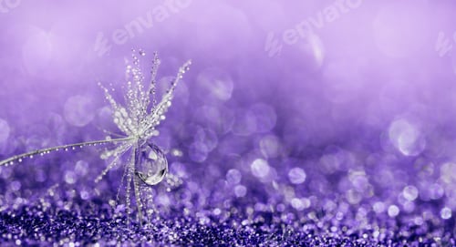 Preview: Trendy Color of Year. Macro nature. dandelion at violet background.
