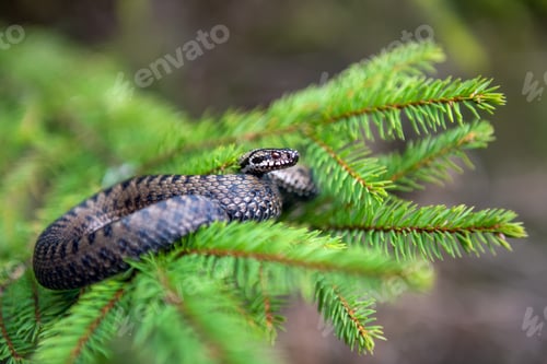 Preview: Vipera berus poisonous viper in summer on branch the of tree