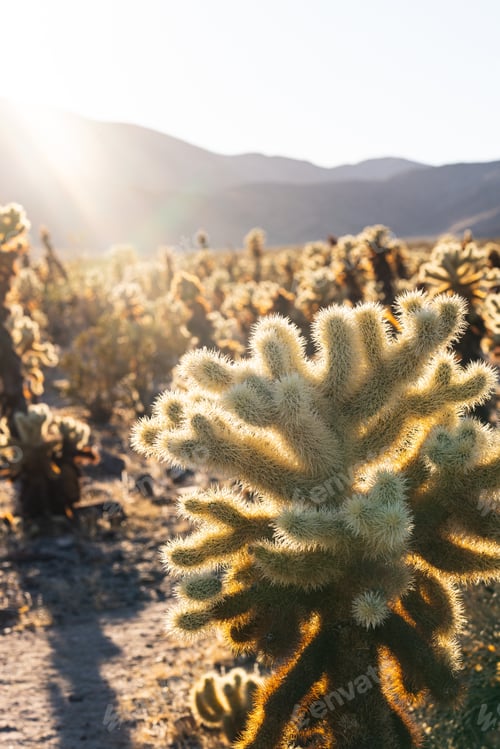 Preview: the sun is shining over the cactus plants on the dirt road