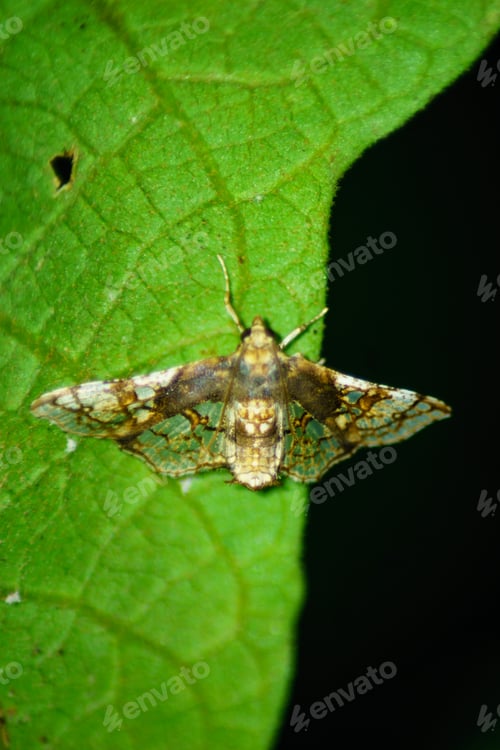 Preview: The natural beauty of Indonesia with small plants and animals, macro photos of plants and animals