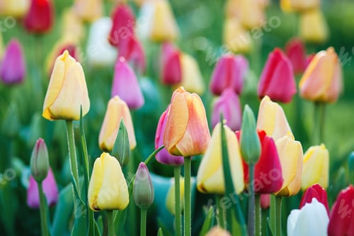 Preview: Tulips growing in spring garden, colorful flowers background