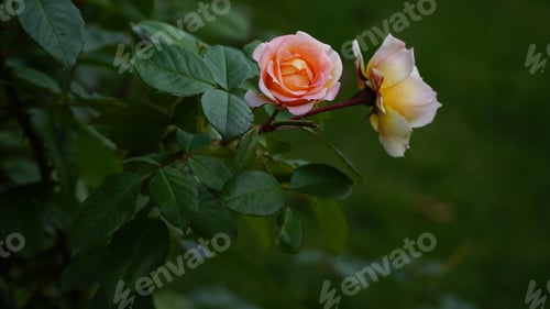 Preview: White big rose closeup and magnificent. Mature white rose.