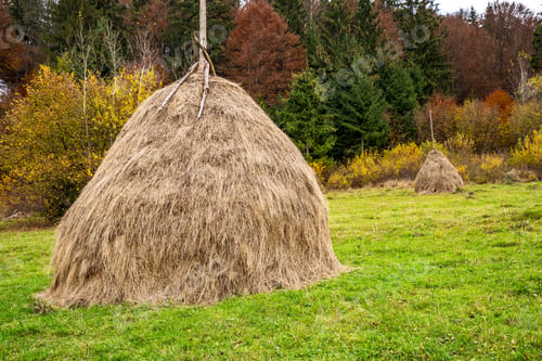 Preview: A large number of haystacks in a green meadow with cloudy weather